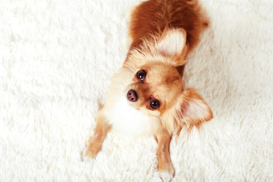 Odor Removal by New England Cleaning Service